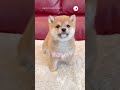 子犬さんの瞳の輝き💕｜peco 柴犬 子柴 赤柴 茶柴 柴犬大好き 子犬のいる暮らし shiba shibainu shibainulove puppylife