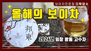 올해의 보이차 햇차 소개 | 2024년 임창 방동 고수차  #보이차  #운남성 #방동고수차