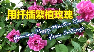 用扦插繁植玫瑰 Growing Peggy Martin Rose From Cuttings