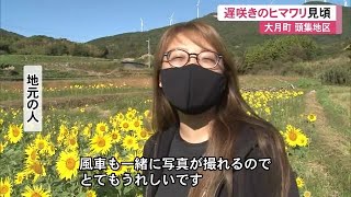 秋空と風車とヒマワリと「この時期に珍しい」大月町で遅咲きのヒマワリ見ごろ　台風の影響も【高知】 (22/10/20 13:00)