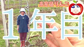 【第1回】りんごを苗から育ててみた【高密植栽培2019】
