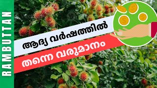 റംബുട്ടാൻ സമ്മിശ്ര കൃഷിയിൽ 2 ഏക്കറിൽ അദ്യ വർഷം രണ്ടരലക്ഷം വരുമാനം | Earn 2 and half lakh in one year