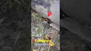 வெள்ளியங்கிரி சுனை தண்ணீர் குடுச்சிருக்கீங்களா 🤪 | Velliyangiri Natural Water Source