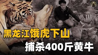 黑龙江饿虎下山！400斤黄牛被拖到树林里吃掉，村民损失谁来赔？