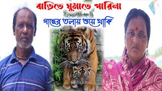 আমি গাছের তলায় থাকি | একটা মেয়ে বাঘের পেছনে পাঁচটা বাঘ | Tiger Event