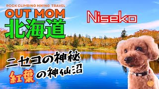 【ニセコ・神仙沼】美しき紅葉散策！北海道の秋を愛犬と楽しむ　niseko