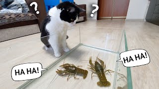 cat VS 4 crayfish. Who is the champion?