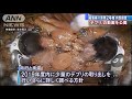 福島第一原発2号機の内部調査“デブリ”の動画公開 19 02 15