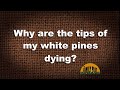 Q&A – Why are the tips of my white pines dying?