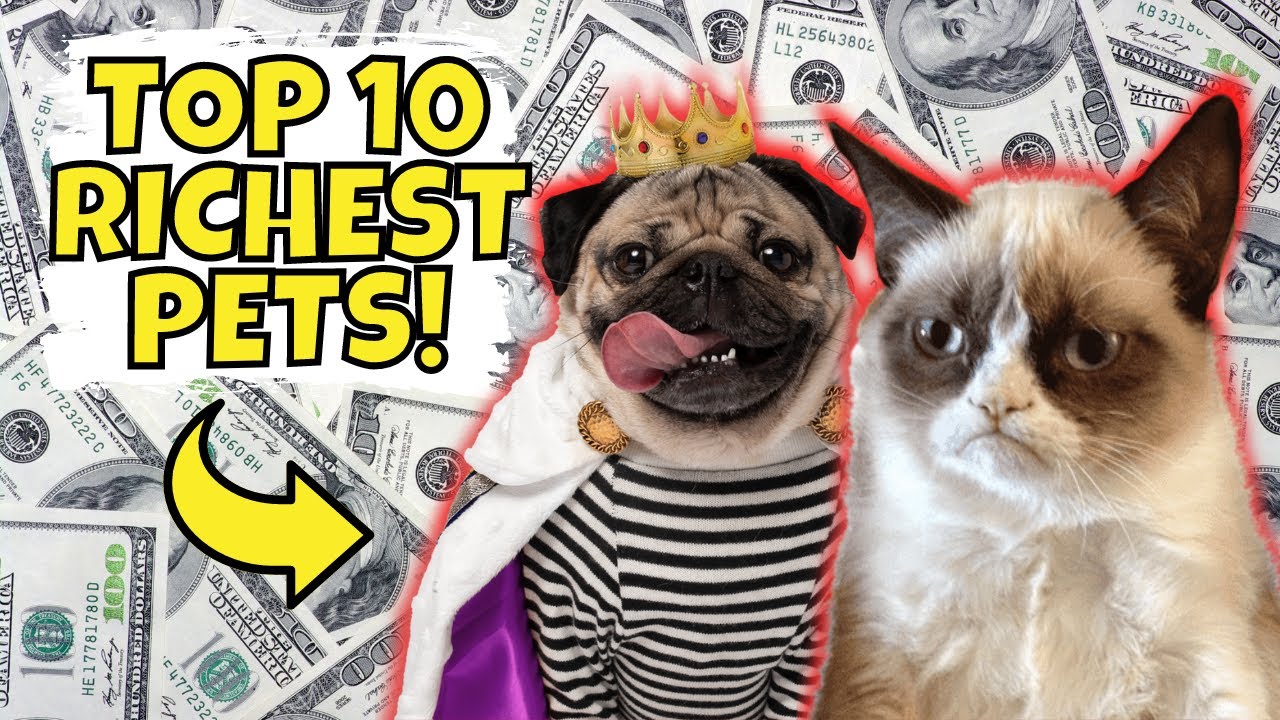 Top 10 Richest Pets In The World (#1 Is Mind-Blowing) - YouTube