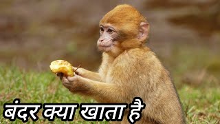 Bandar kya khata hai / what does the monkey eat