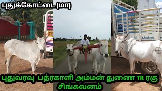 புதுவரவு  பத்ரகாளி அம்மன் துணை TR ரகு சிங்கவனம் புதுக்கோட்டை (மா)