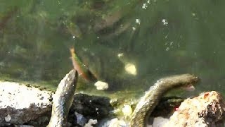 Two Snakes Hunting Fish In Nakki Lake , Mt. Abu Video