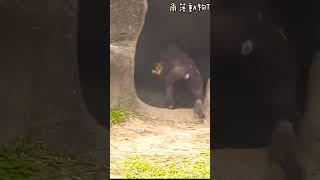 Funny Jabali #gorilla #D'jeeco Family| #ゴリラ|Taipei zoo#金剛猩猩 #jabali #Ringo #迪亞哥