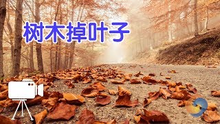 树木不停的掉叶子怎么办？|树木种植Trees Shed Leaves