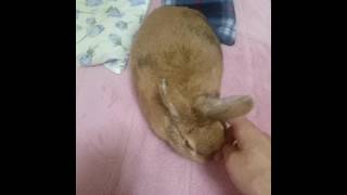 放し飼いうさぎ🐰毎日彼女が寝る場所はベッド