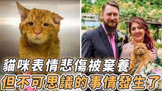 貓咪表情悲傷屢屢被棄養，一對夫婦把它帶回家後，不可思議的事情發生了