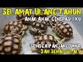 GAK KERASA SUDAH PADA BESAR ANAKAN KURA KURA SULCATA NINO !!!