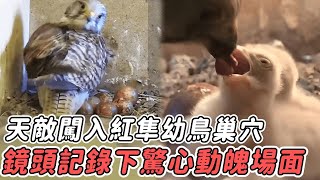 天敵闖入紅隼幼鳥巢穴，媽媽護子心切瞬間撲殺入侵者，鏡頭意外記錄下驚心場面！