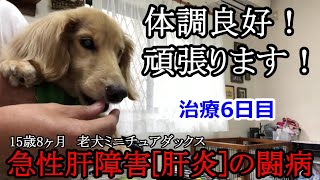 体調良好です！15歳8ヶ月老犬の「急性肝障害（肝炎）」の闘病【治療6日目】ミニチュアダックス