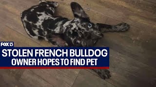 Search for stolen French bulldog in Pinellas County