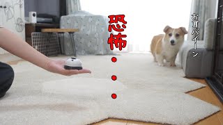 子犬にベルを教えたらお耳がバグってバイーンが止まりません/コーギー