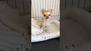 【ロングコートチワワ】今日ももりもり朝ごはん【子犬】