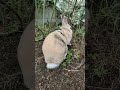 うさぎとねこ マルチと福ポン