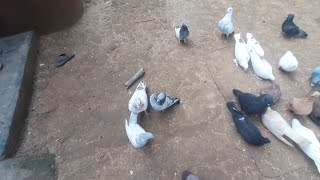 একটি মাদি দুটি নর কবুতর Pigeon Lover | Doyle Agro | Shopna Doyel Agro