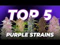 Top 5 Purple Autoflowering Cannabis Strains | Fast Buds