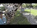 キリンの採血　the blood sampling of giraffe