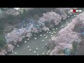 桜満開、寒さに負けず花見サンデー