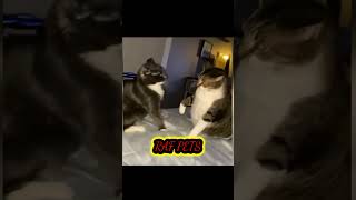 cat fight || Cats fighting #shorts