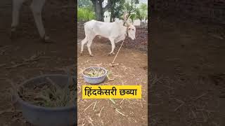 हिंदकेसरी छब्या | #हिंदकेसरी #bailgadasharyat #बैलगाडी_शर्यती