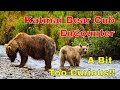 Amazing Bear Cub Encounter on the Katmai Peninsula!!