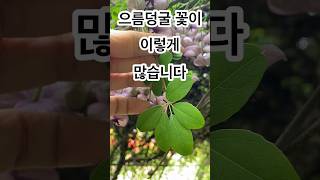 으름덩굴 꽃이 엄청나네요