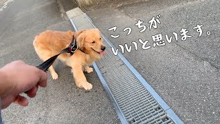 たまには自分の意見も聞いてほしいゴールデンレトリバーベンツ。