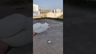 pigeon growth video part 8  .🪄🪄🪄 #subscribe #like #pigeonssports