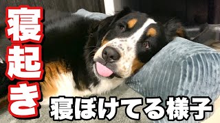 【寝顔】寝起きで寝ぼけてるバーニーズマウンテンドッグ大型犬　1歳0ヶ月