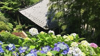 Hydrangea in Hase temple 長谷寺あじさい2016