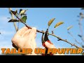 LA TAILLE DE FRUCTIFICATION DES FRUITIERS