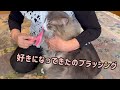 【癒し✨】ばあば大好きもふ猫達は、今日もたくさんブラッシングしてもらいましたwwwノルウェージャンフォレストキャットとターキッシュアンゴラ