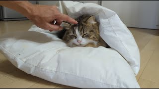 猫用布団の暖かさを知ってしまった猫が布団から出てこなくなりました