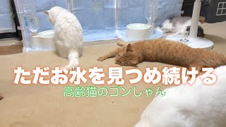 【高齢猫のゴンしゃん】ただお水を見つめ続けている・・何かがおかしい