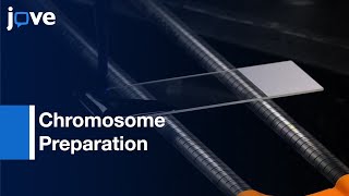 Chromosome Preparation