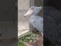 そわそわするミリー　ハシビロコウ　上野動物園　