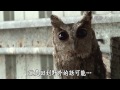 【年輕人讚起來】20141120 野生動物保育