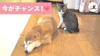 新入りニャンコ😻 先輩ワンちゃんと仲良くなりたくてドキドキ奮闘💓【PECO TV】