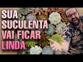 SUCULENTAS : DICAS PARA INICIANTES  // Jardim e cultivo