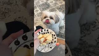 【フルバージョン】かわいいシーズー犬がジタバタして桃を食べるシーン #shorts / Shih Tzu eats peaches.